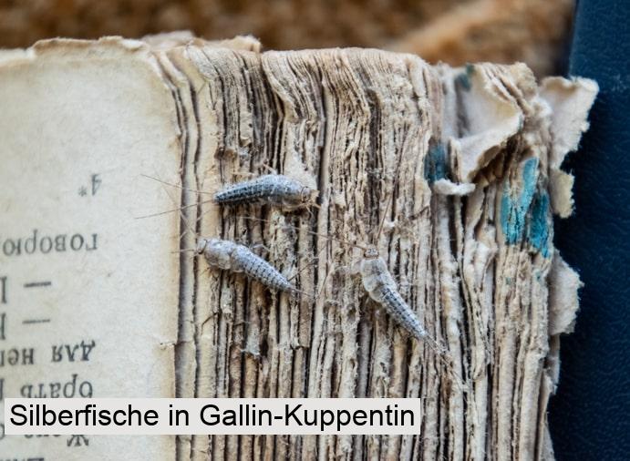 Silberfische in Gallin-Kuppentin